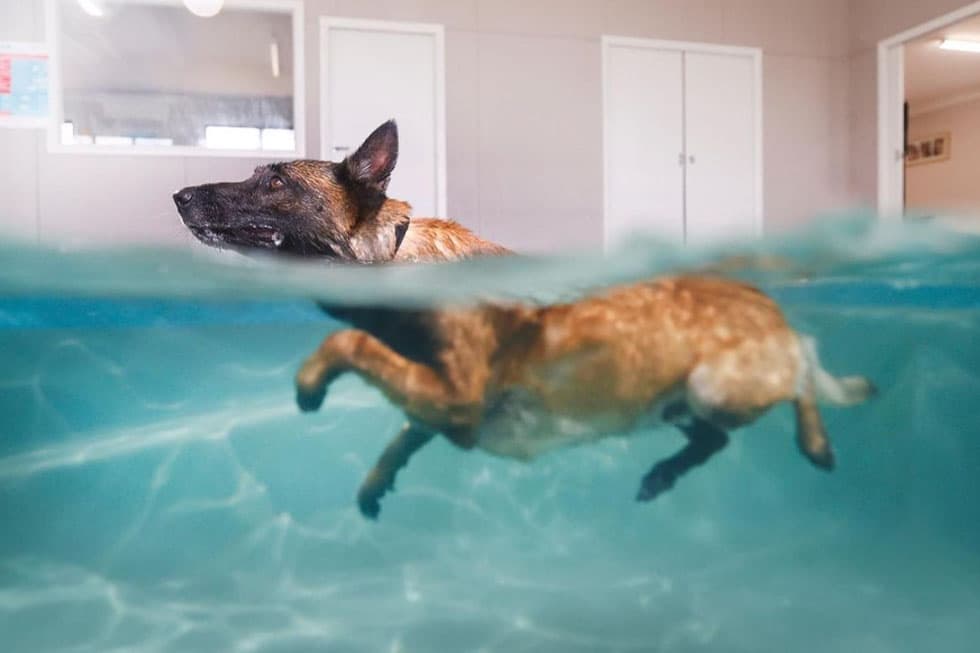 A Deep Dive into Canine Hydrotherapy: More Than Just a Swim - Pet insurance guide and review