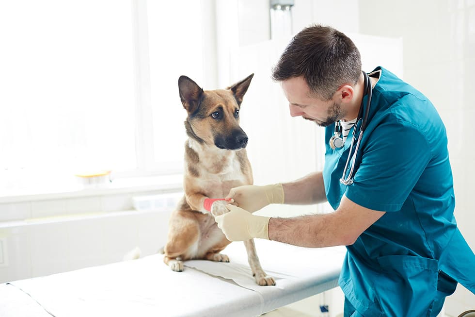 Featured image for A Pet Parent's Guide to Soft Tissue Injuries in Dogs - Comprehensive pet insurance guide