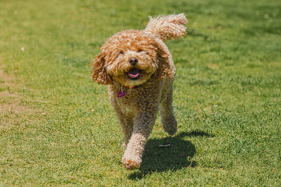 Featured image for Australia's Top Dog Breeds for 2025: A State-by-State Showdown - Comprehensive pet insurance guide