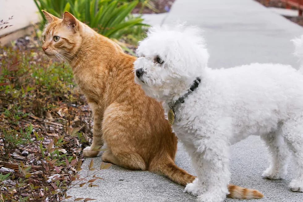 Featured image for Can You Use Any Vet With Pet Insurance? A Pet Parent's Guide to Claims - Comprehensive pet insurance guide