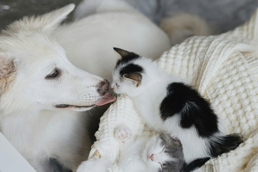 Featured image for How This Pet Insurance Innovation Is Slashing Medication Costs for Aussies - Comprehensive pet insurance guide