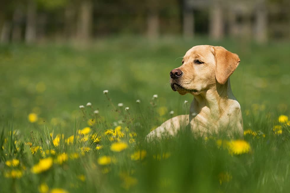 Featured image for Is Your Dog Itchy? A Pet Owner's Guide to Spring Allergy Prevention - Comprehensive pet insurance guide
