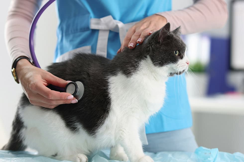 Featured image for Is Your Pet Packing on the Pounds? A Guide to Pet Obesity Awareness - Comprehensive pet insurance guide