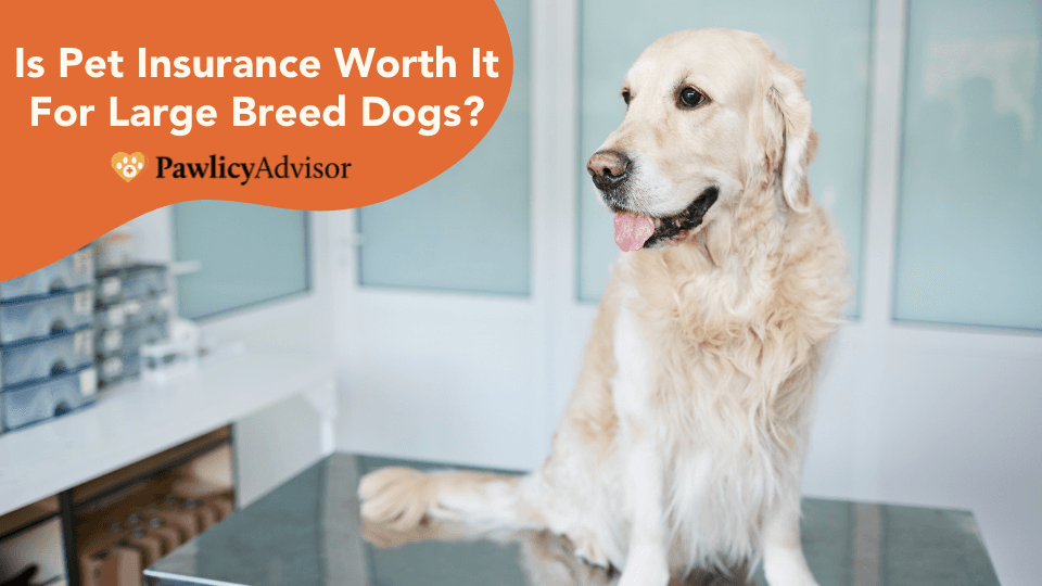 Featured image for Large Dog Pet Insurance: Is It Worth It for Your Giant Companion? - Comprehensive pet insurance guide