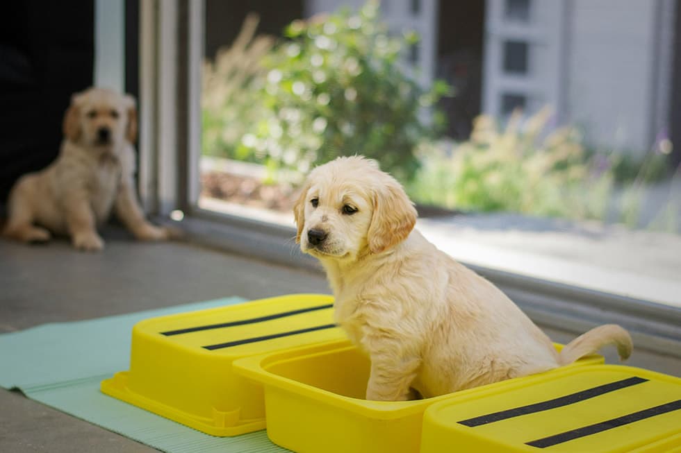 Featured image for Master the 'Sit' Command: A Puppy Training Guide for Beginners - Comprehensive pet insurance guide