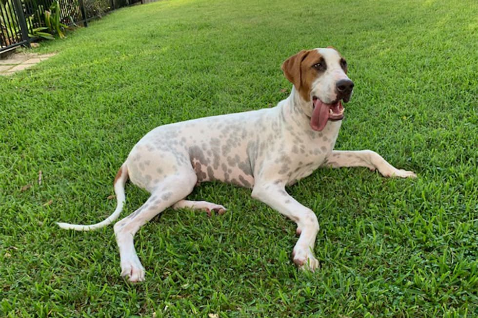 Featured image for Pet Choking Prevention: Unmasking the Hidden Dangers in Your Home - Comprehensive pet insurance guide