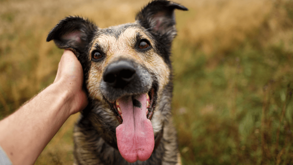 Pet Insurance Review: Is This Modern Provider Right for Your Pet? - Pet insurance guide and review