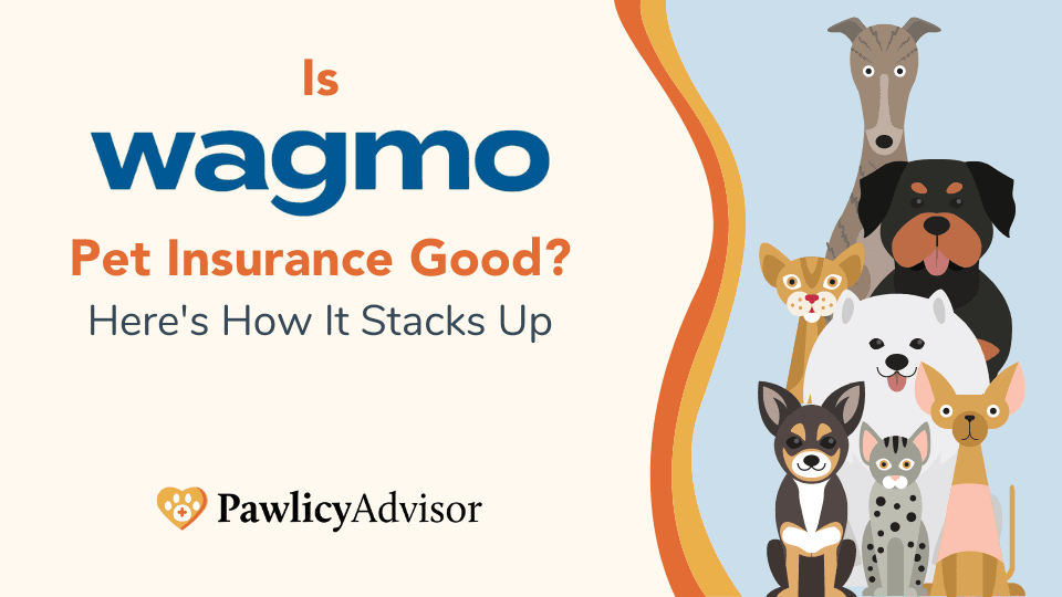 Pet Wellness & Insurance: Is a Leading Provider Right for Your Furry Friend? - Pet insurance guide and review