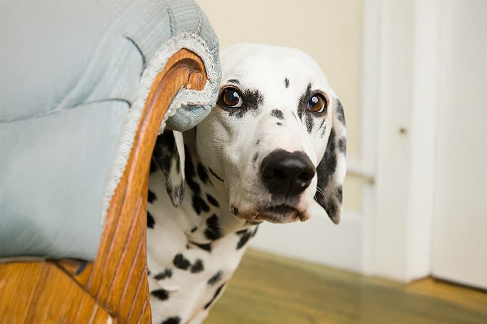 Featured image for Post-Holiday Blues in Dogs: A Guide to Preventing Separation Anxiety - Comprehensive pet insurance guide