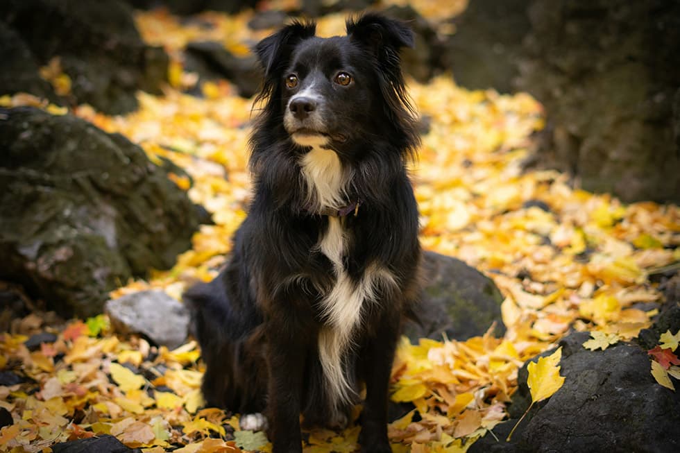 Featured image for Protect Your Pet This Autumn: A Guide to Toxic Mushrooms & Garden Hazards - Comprehensive pet insurance guide