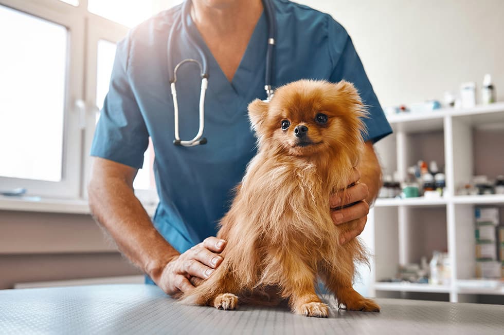 Featured image for Rising Living Costs: Is Your Pet's Healthcare Feeling the Squeeze? - Comprehensive pet insurance guide