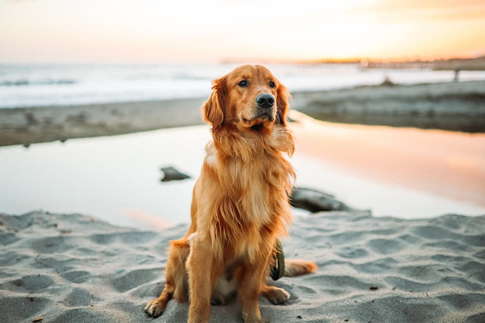 Featured image for Summer Heatstroke in Dogs: A Vet-Cost Wake-Up Call - Comprehensive pet insurance guide