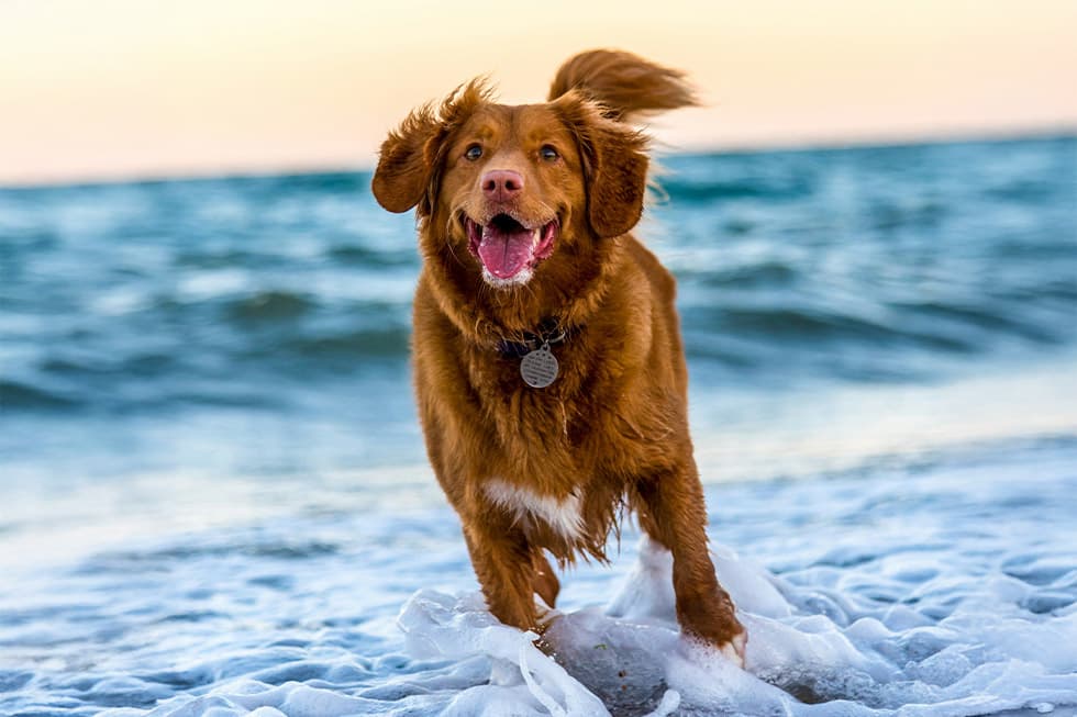 Featured image for Unlocking Your Pet's Longevity: A Modern Guide to Pet Wellness & Beating Obesity - Comprehensive pet insurance guide