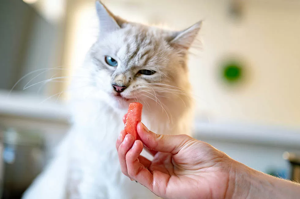 Featured image for Why Is My Cat So Fussy? The Surprising Evolutionary Secrets Behind Picky Eaters - Comprehensive pet insurance guide