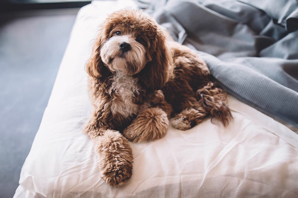 Featured image for Why Pet Insurance is Exploding: A Must-Read for Aussie Pet Parents - Comprehensive pet insurance guide