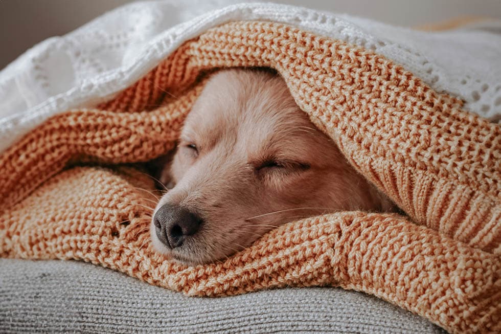 Featured image for Why Your Dog's Sleep Matters More Than You Think This March - Comprehensive pet insurance guide