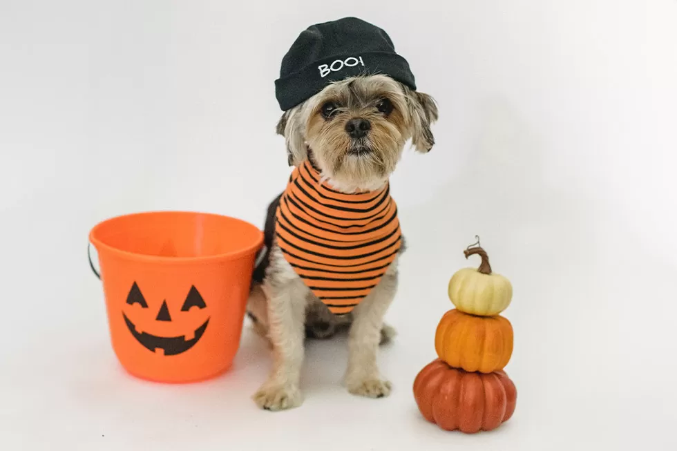Featured image for Your Ultimate Guide to a Spook-tacular & Safe Halloween for Your Pets - Comprehensive pet insurance guide