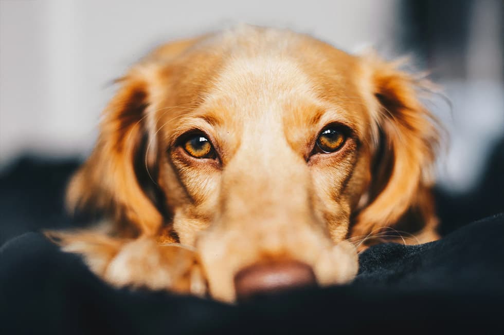 Featured image for Your Ultimate Guide to a Stress-Free New Year's Eve for Your Pets - Comprehensive pet insurance guide